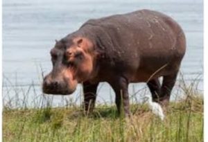 Bujumbura/ Muha : un hippopotame sème la terreur