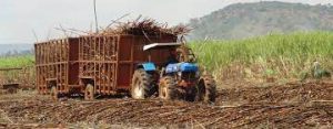 Sosumo : l’arrêt de la production du sucre confirmé