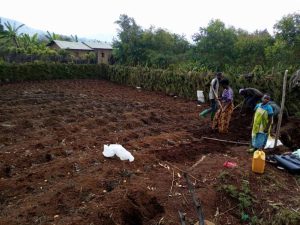 Mwaro : Les agriculteurs se soucient de la production de la saison culturale B