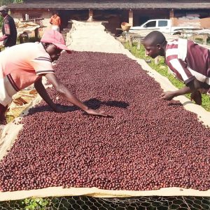 Kayanza : Les  caféiculteurs se réjouissent du nouveau tarif du café  
