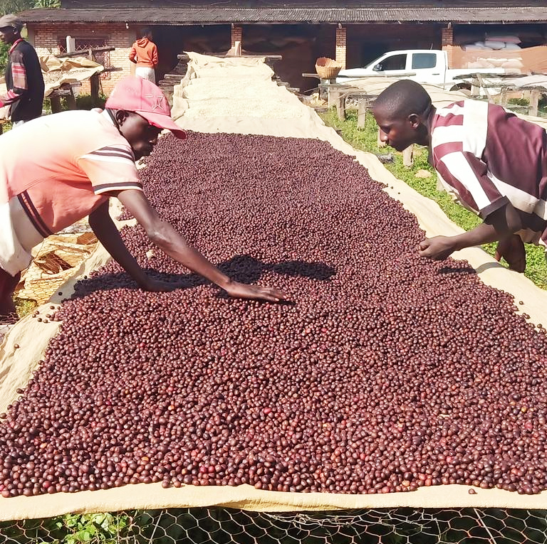 Kayanza : Les  caféiculteurs se réjouissent du nouveau tarif du café  