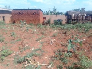 Sècheresse à Gatete : les citoyens crient au secours