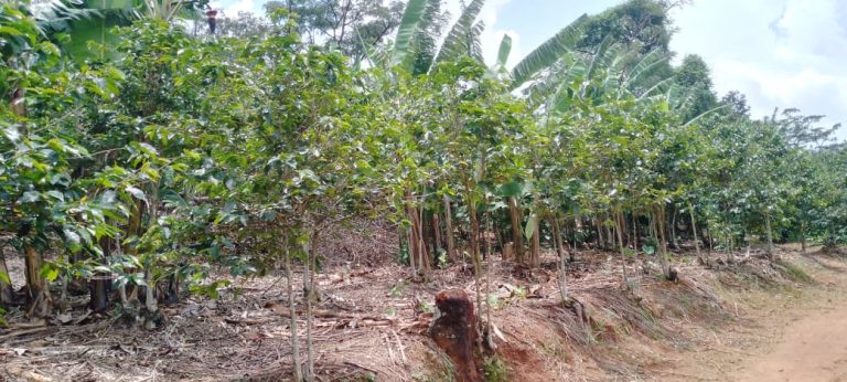 Baisse de la production de café à Rugoti : les caféiculteurs dénoncent de multiples défis