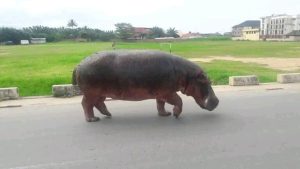 Bujumbura : le retour des hippopotames sème la panique à Gisyo