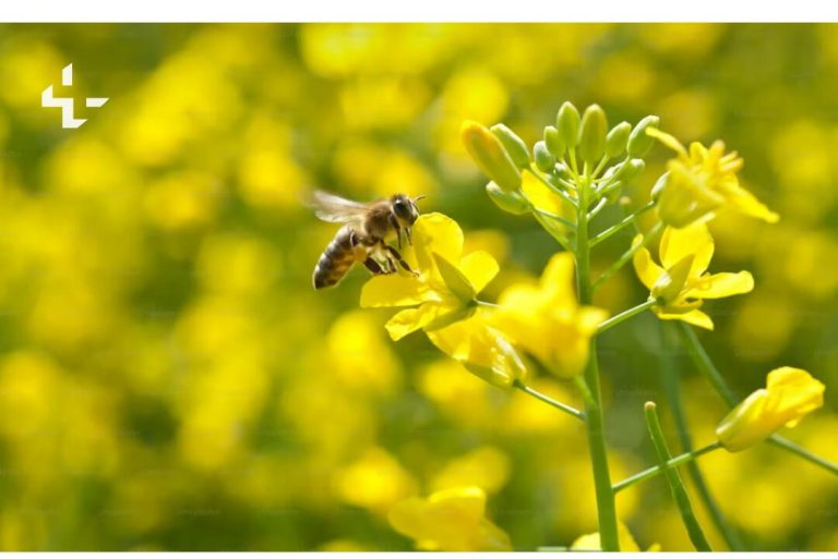 Abeilles et oiseaux, gardiens oubliés de nos forêts