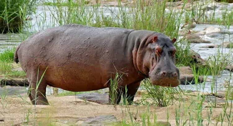 Gasunu : un hippopotame inquiète les habitants