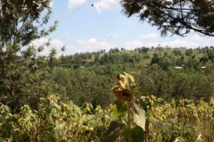 Kirundo : les agriculteurs de Rugando démunis après une mauvaise récolte