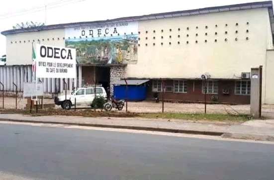Gitega : Les caféiculteurs de Bugendana gagnent par le découragement