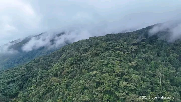 Forêts naturelles : l’exploitation illégale inquiète les défenseurs de l’environnement