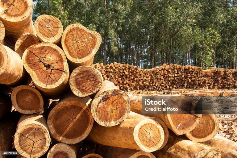 Ecologie : l’abattage des eucalyptus menace la couverture végétale